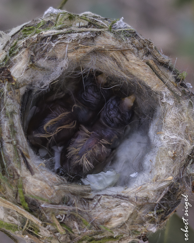 emily renzel wetlands 2026